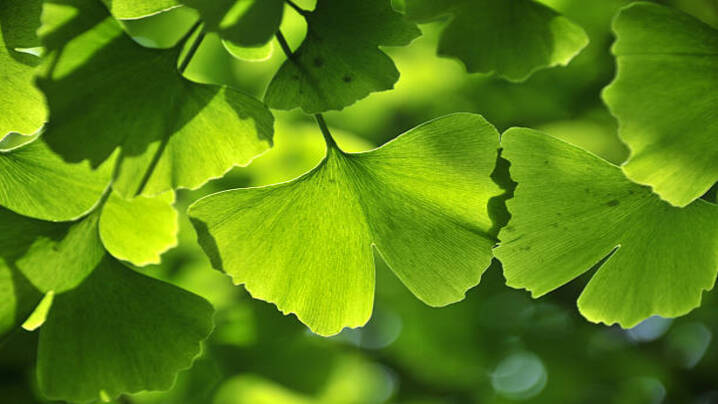 The Guardians of Time: Top 10 Ancient Plants That Still Thrive Today