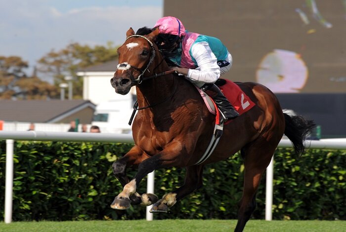 Top 5 most expensive horses in the world