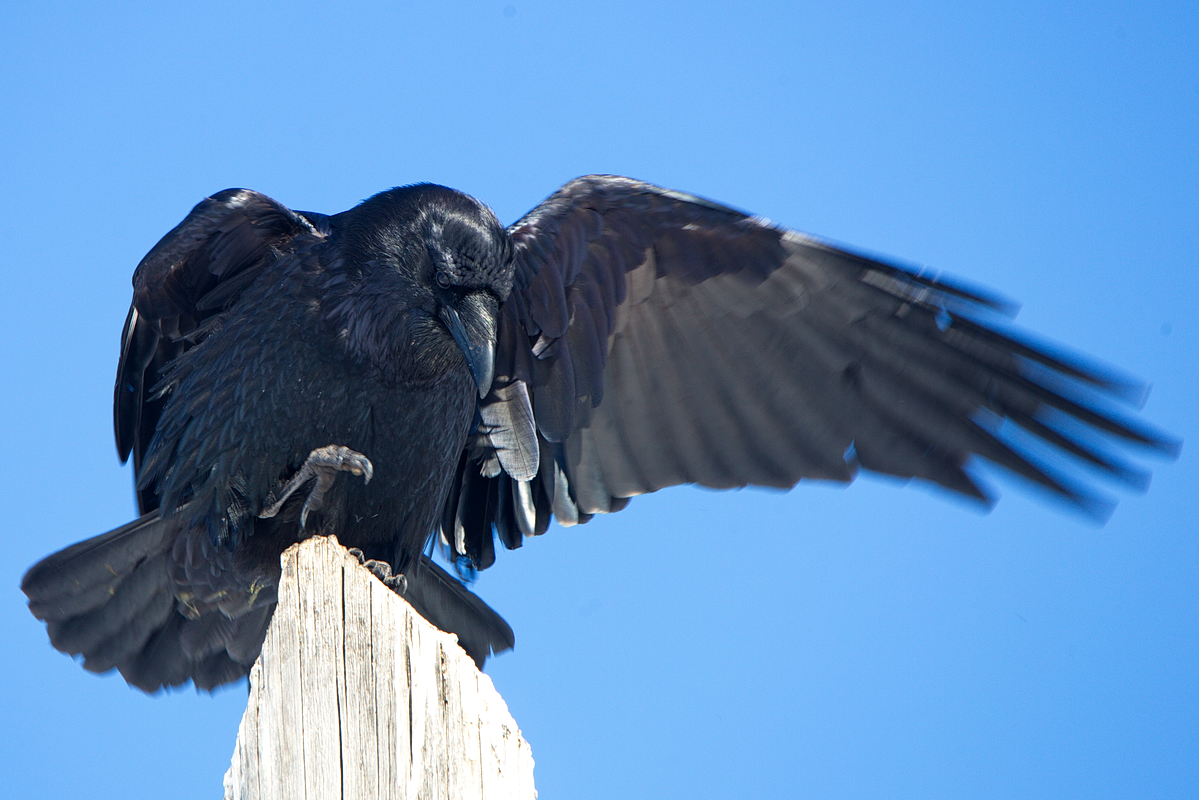 A raven lives 300 years - truth or fiction