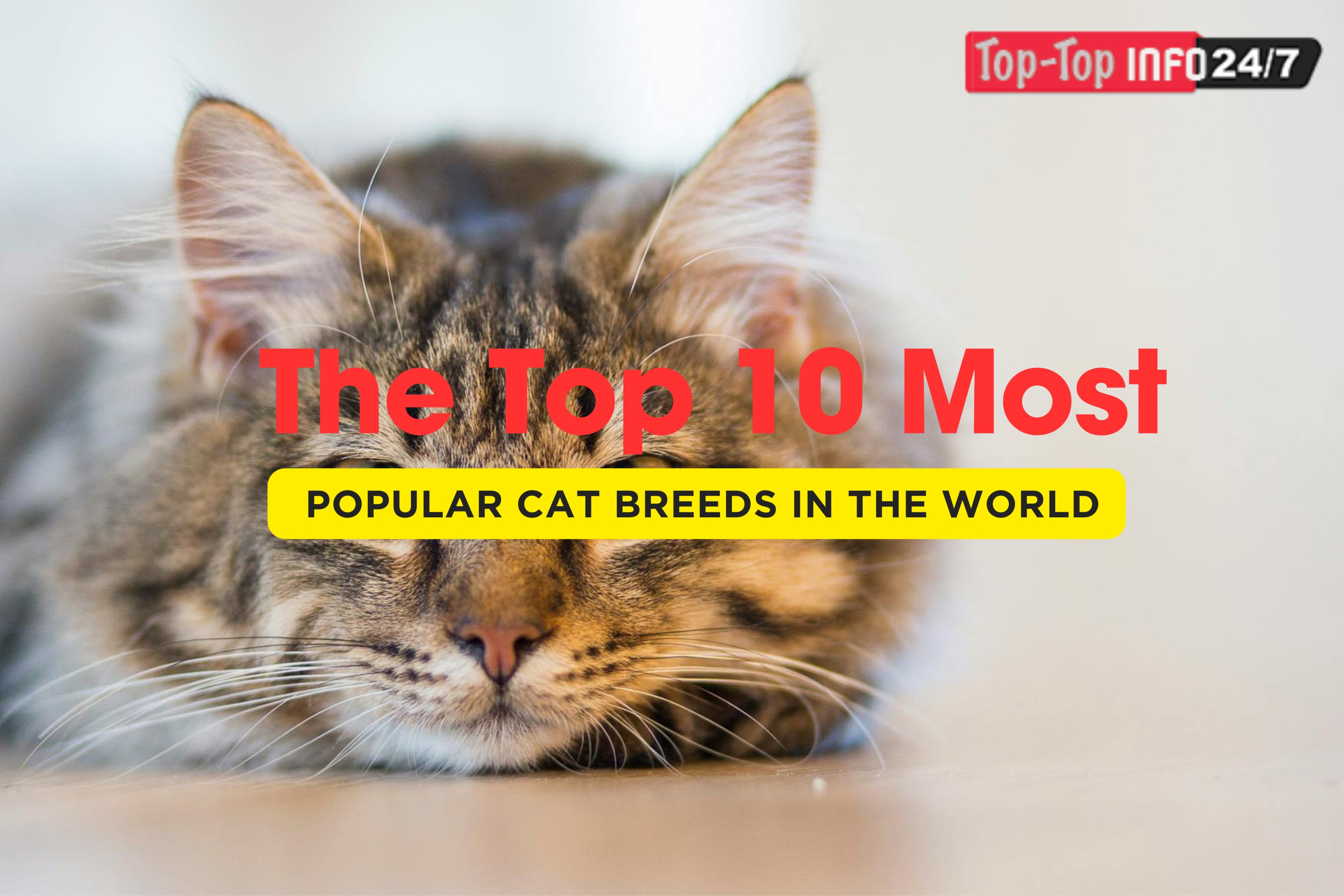 Feline Companions: Unveiling the Charms of Popular Cat Breeds in this video
