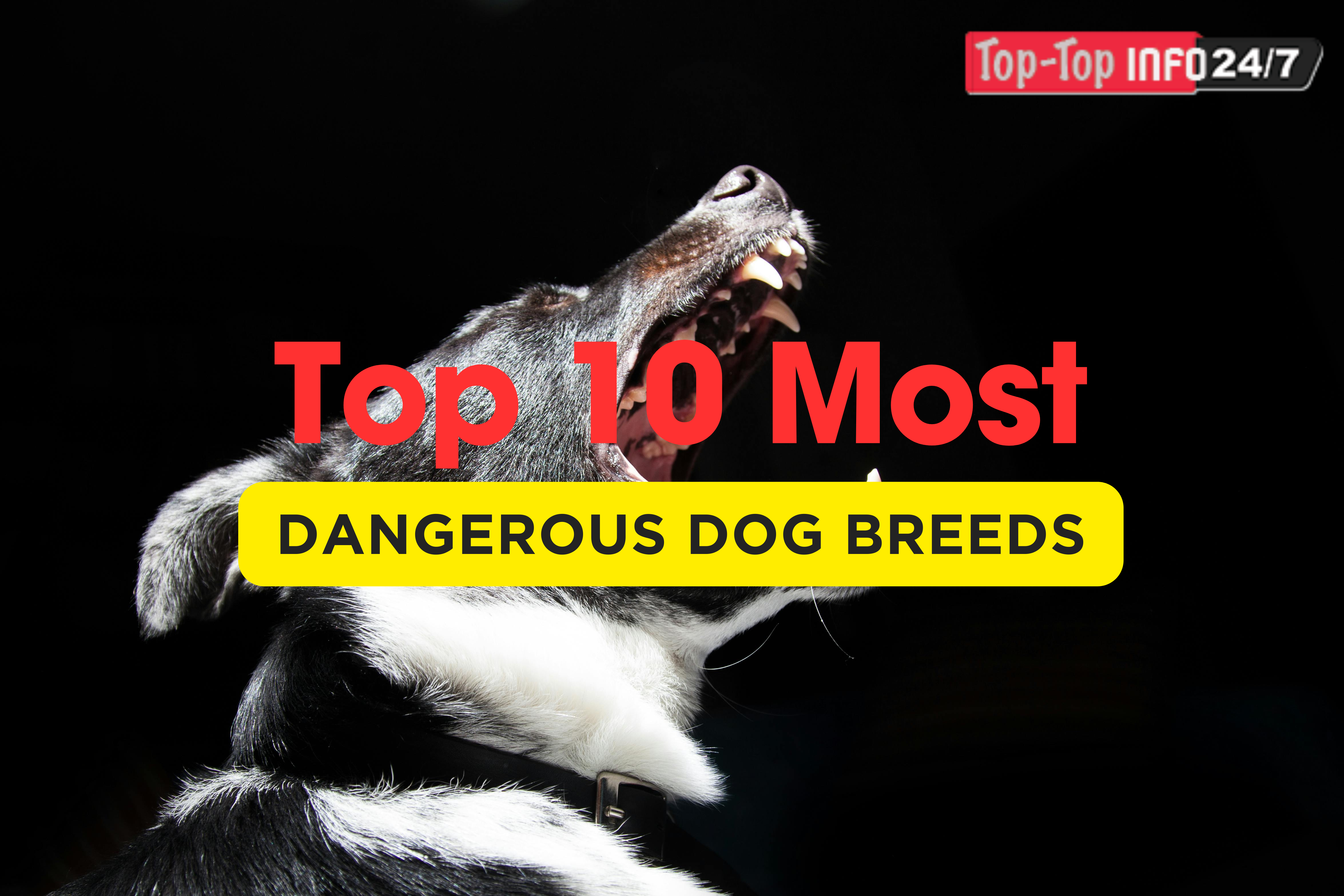 Beyond the Bark: Debunking Myths About the Top 10 'Dangerous' Dog Breeds in this video