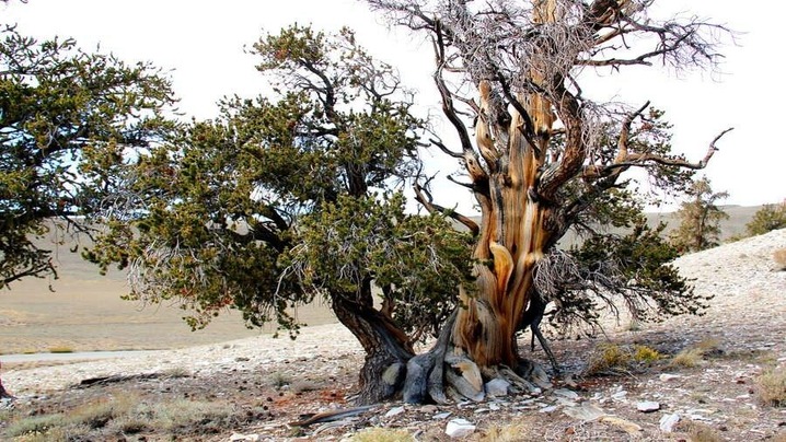 Exploring the Top 10 Oldest Trees in the World