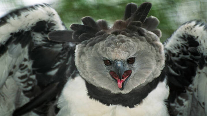 Discover the Skies: The Top 5 Most Captivating Birds Around the Globe