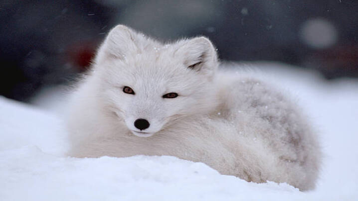 Discover the Top 5 Unique and Beautiful Snow Animals from Around the World