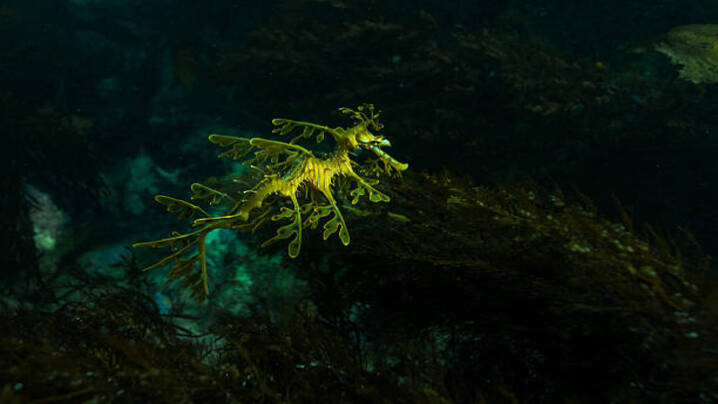 Discovering the Wonders: Top 3 Unique and Beautiful Aquatic Animals Around the Globe