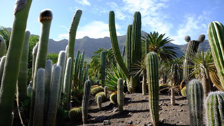 Top 5 Most Unique Cacti 